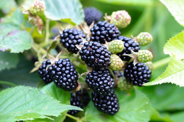 Blackberry Bush Removal in San Mateo