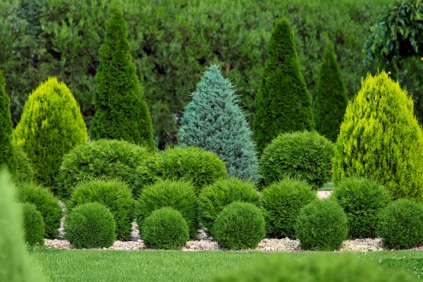 Bush Shaping Service in San Mateo