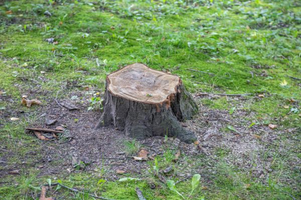 Bush Stump Removal in San Mateo
