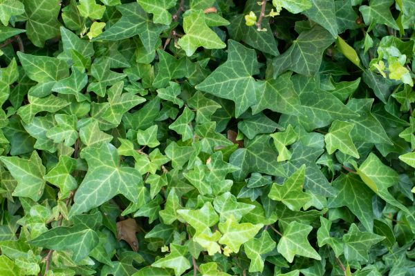 English Ivy Removal in San Mateo