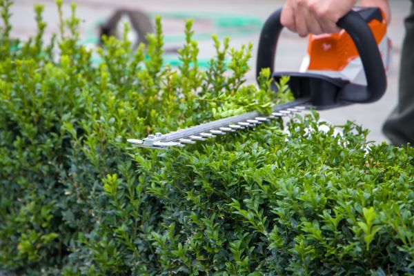 Hedge Pruning in San Mateo