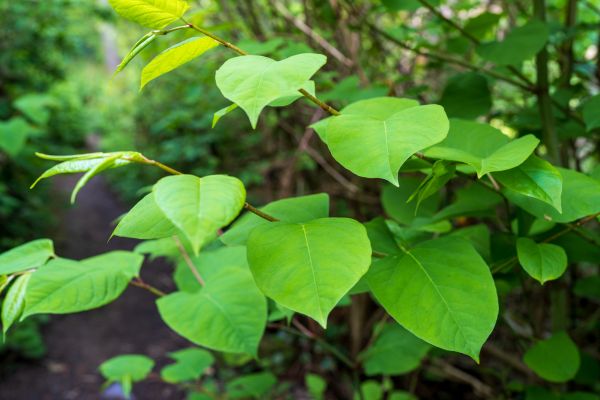 Invasive Plant Removal in San Mateo