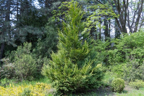 Juniper Pruning in San Mateo