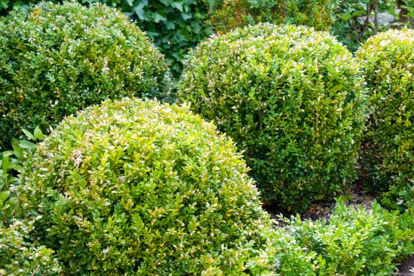 Landscape Trimming Service in San Mateo