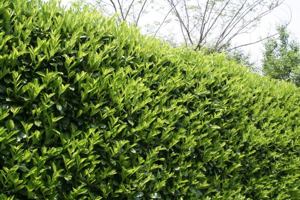 Laurel Removal in San Mateo
