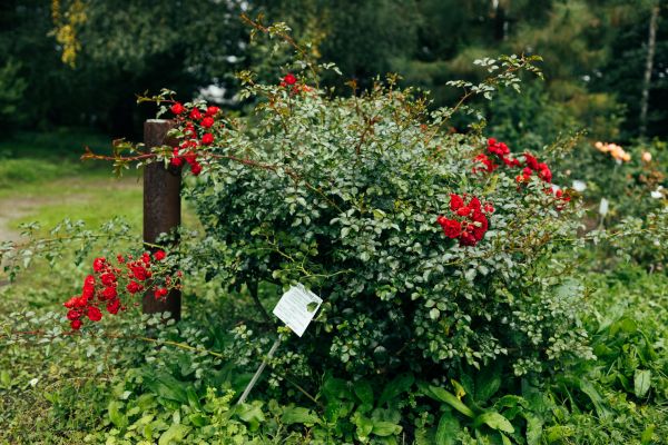 Rose Bush Removal in San Mateo