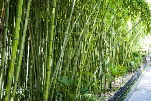 Bamboo Root Removal in San Mateo