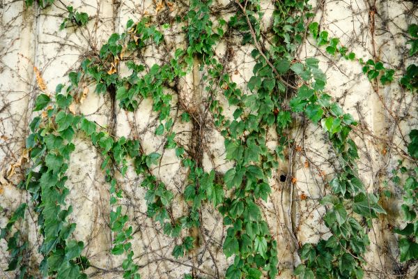 Vine Removal Service in San Mateo