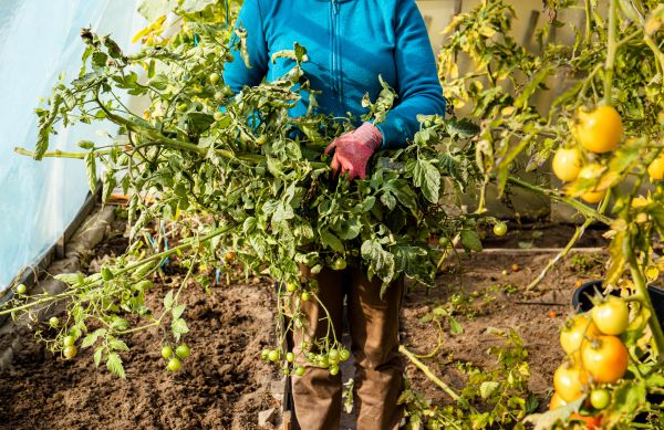 Garden Plant Removal in San Mateo