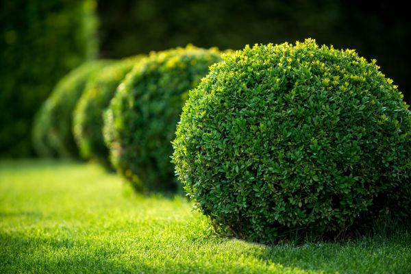 Bush Pruning in San Mateo