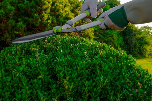 Topiary Shearing in San Mateo