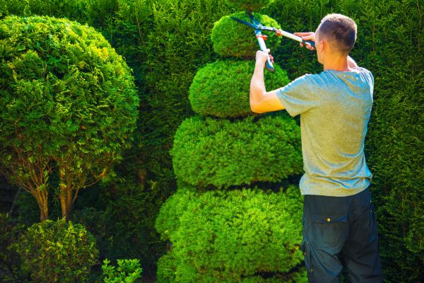 Topiary Shaping in San Mateo
