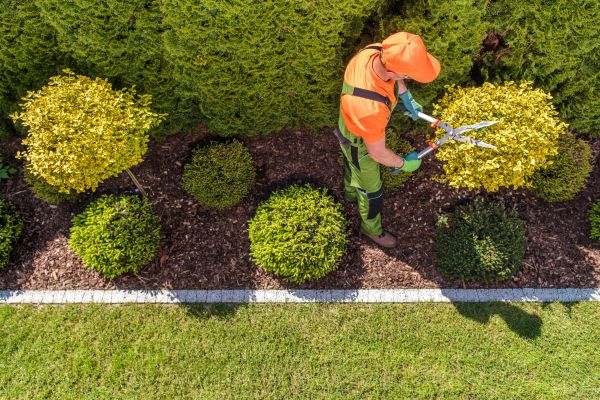 Topiary Trimming in San Mateo