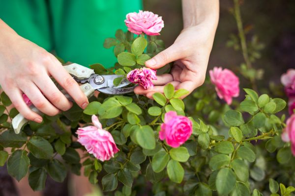 Rose Shearing in San Mateo