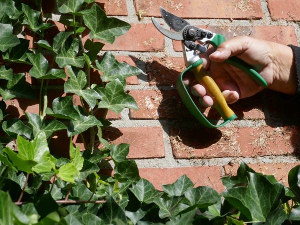Ivy Removal Service in San Mateo