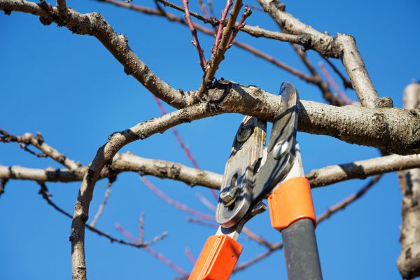 Selective Pruning in San Mateo