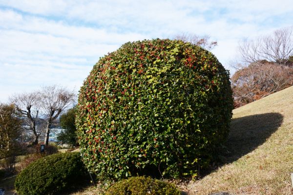 Holly Trimming in San Mateo