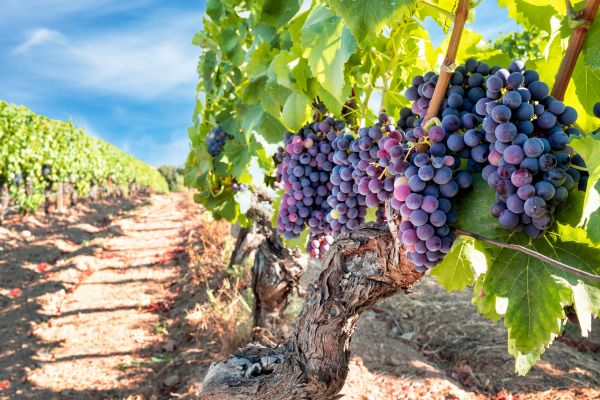 Grapevine Pruning in San Mateo