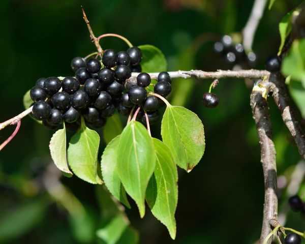 Buckthorn Removal in San Mateo