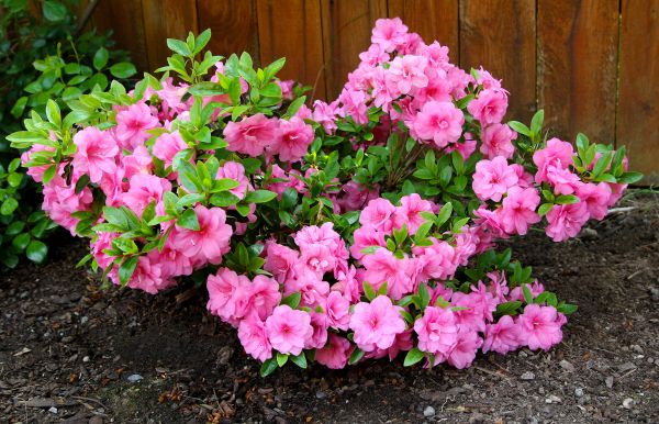Azaleas Removal in San Mateo
