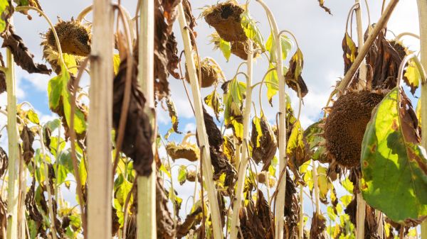 Dead Plant Removal in San Mateo
