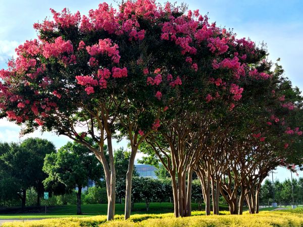 Crepe Myrtle Pruning in San Mateo