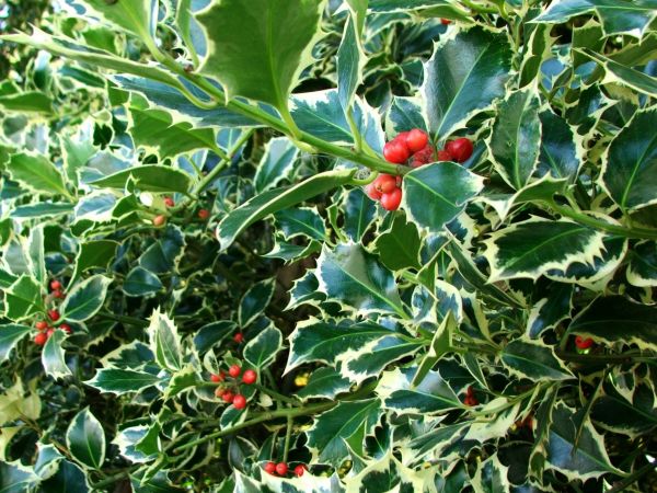Holly Bushes Trimming in San Mateo