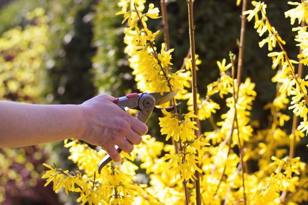 Forsythia Pruning in San Mateo