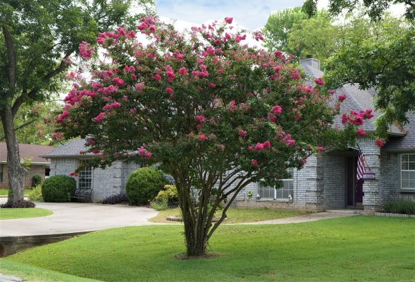 Crepe Myrtle Trimming in San Mateo