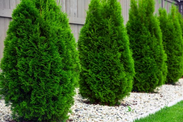 Arborvitae Removal in San Mateo