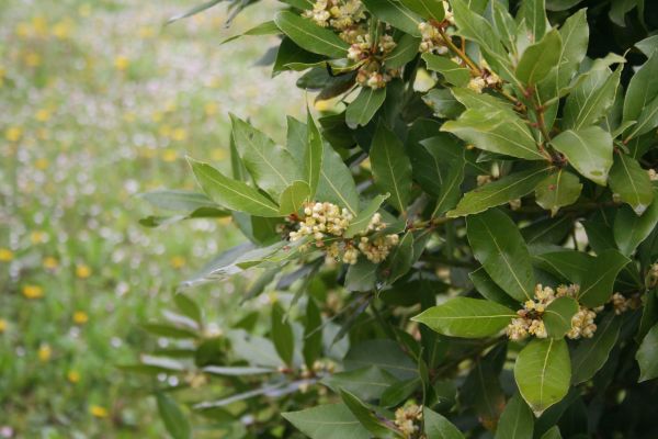 Laurel Trimming in San Mateo
