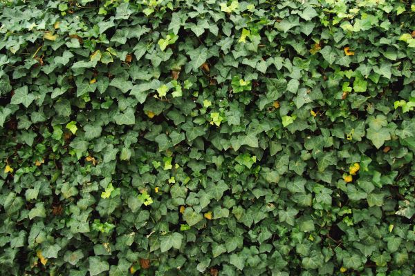Ivy Pruning service in San Mateo