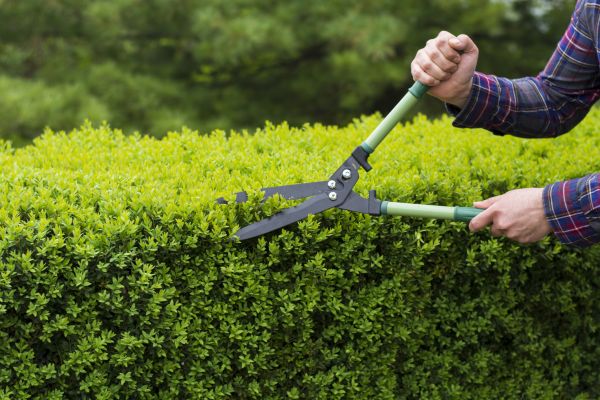 Evergreen Shrub Pruning in San Mateo