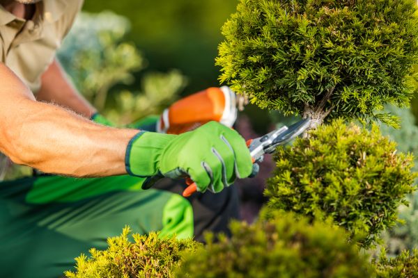 Landscape Pruning Service in San Mateo