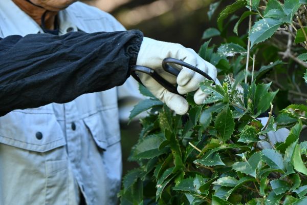 Holly Pruning in San Mateo