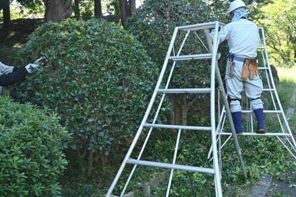 Holly Shaping in San Mateo