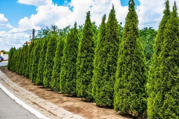 Arborvitae Shearing in San Mateo