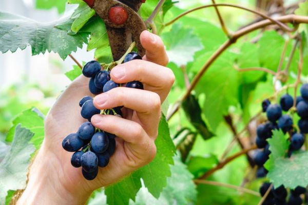 Vineyard Pruning in San Mateo