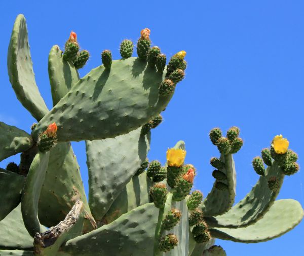 Cactus Removal in San Mateo