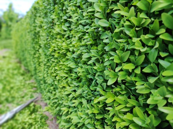 Boxwood Pruning in San Mateo