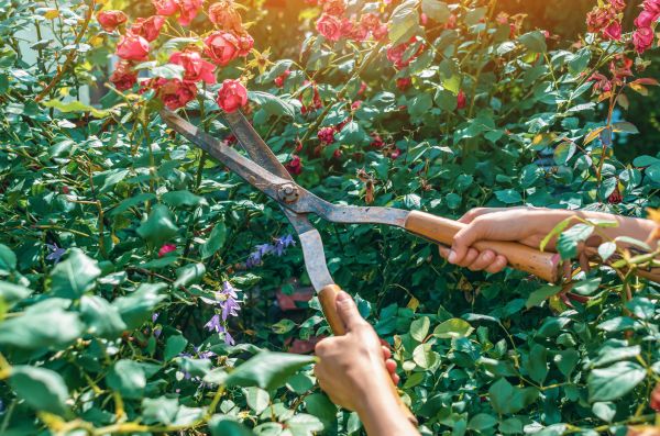 Knockout Roses Pruning in San Mateo