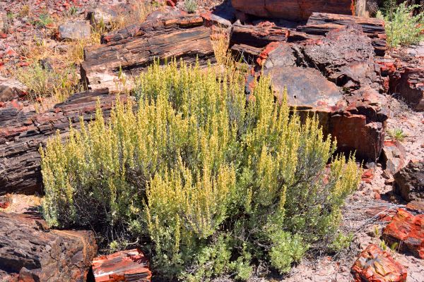 Sagebrush Removal in San Mateo