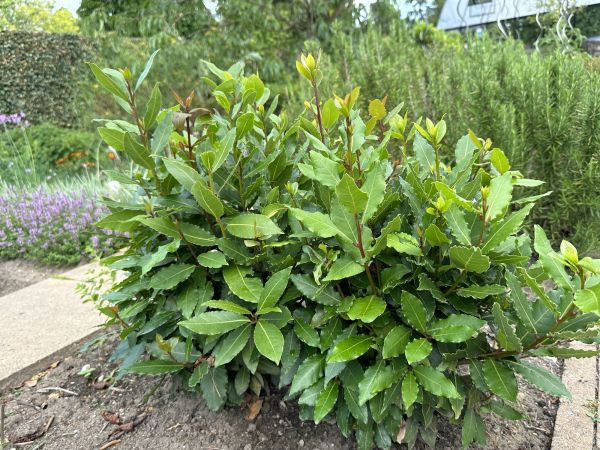 Laurel Hedge Trimming in San Mateo