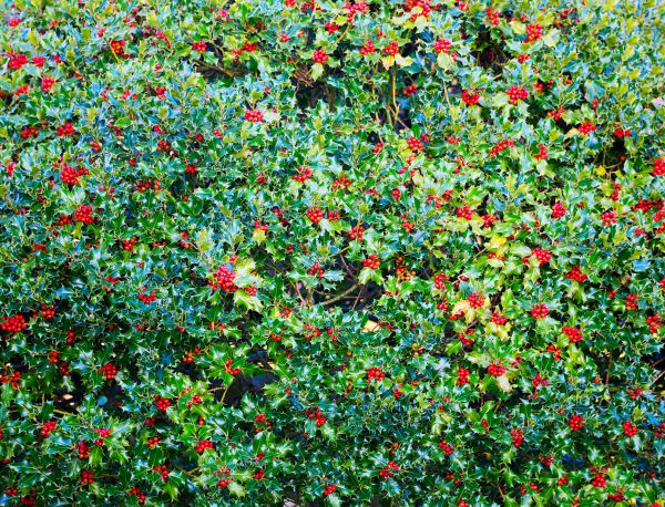 Holly Bush Removal in San Mateo