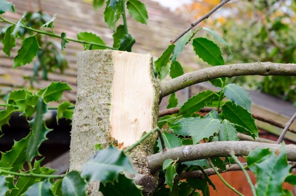Holly Tree Removal in San Mateo