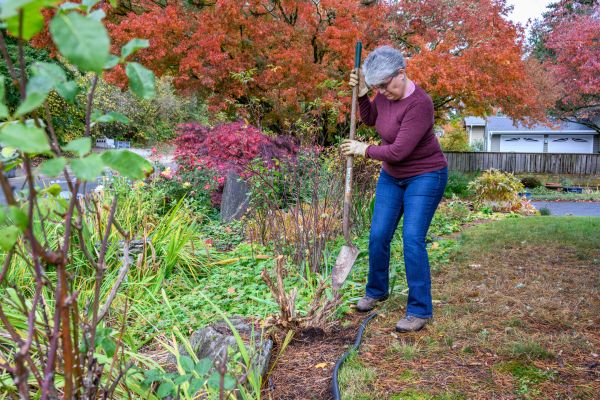 Dead Bush Removal in San Mateo