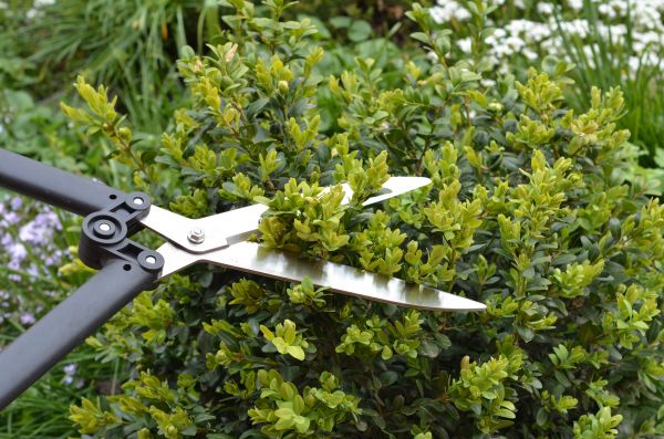 Boxwood Trimming in San Mateo