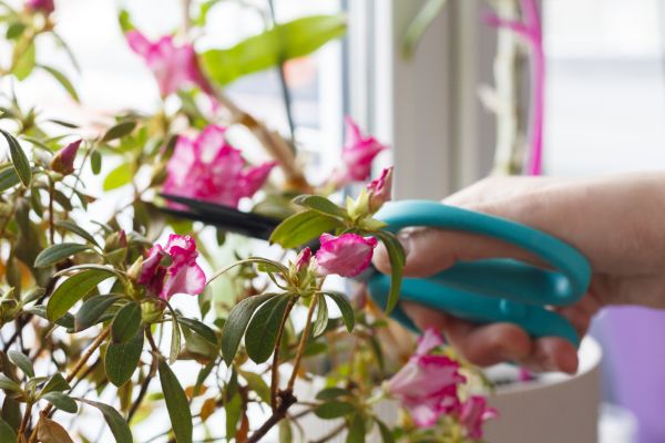 Azalea Pruning in San Mateo