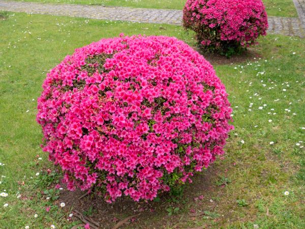 Rhododendron Pruning in San Mateo
