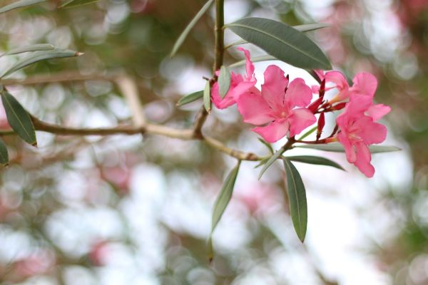 Oleander Removal in San Mateo
